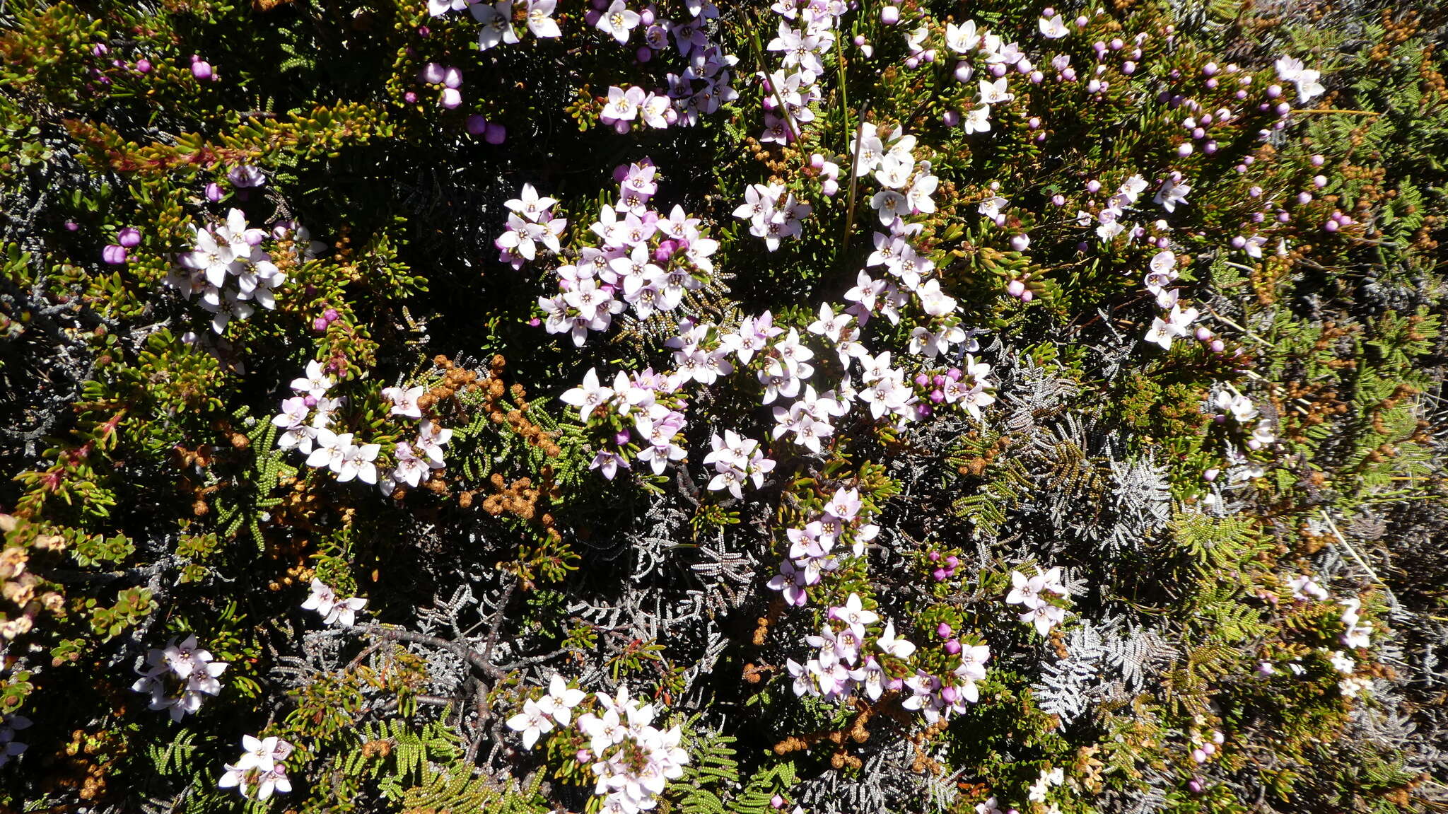 Image of Lemon Boronia