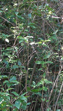 Image of Gray Dogwood