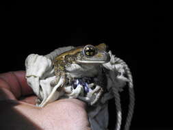 Image of Vermiculated Tree Frog
