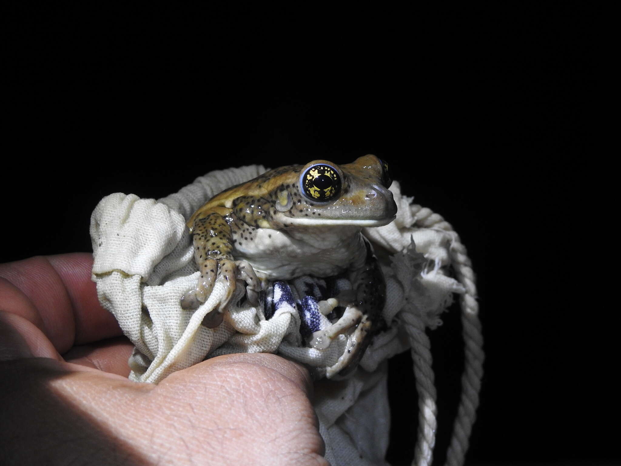Image of Vermiculated Tree Frog