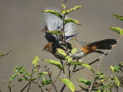 Image of Tucuman Mountain Finch