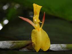 Image of Ischnosiphon obliquus (Rudge) Körn.