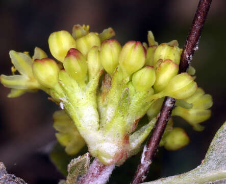 Imagem de Eriogonum marifolium A. Gray