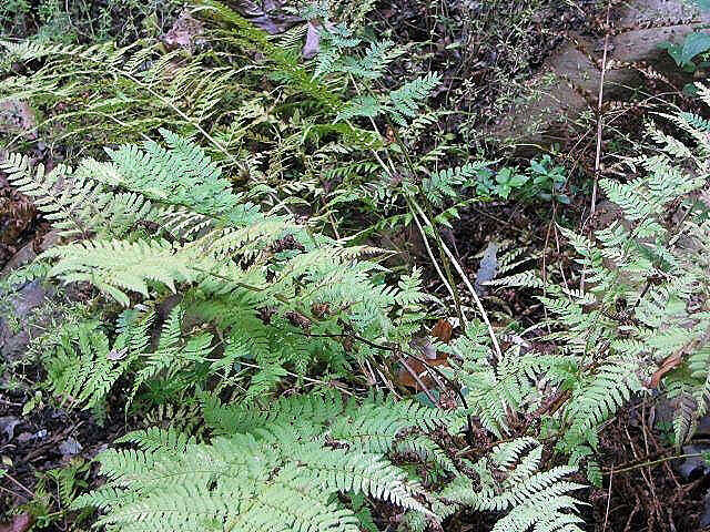 Image of intermediate woodfern