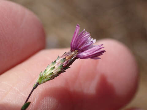 Image of Crystal Springs lessingia