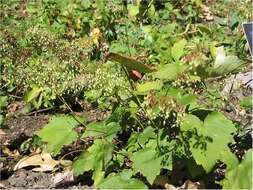 Image of hairy alumroot