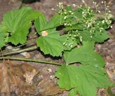 Image of hairy alumroot