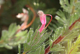 Image de Adenanthos macropodianus E. C. Nelson