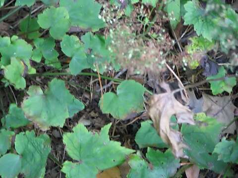 Image of hairy alumroot