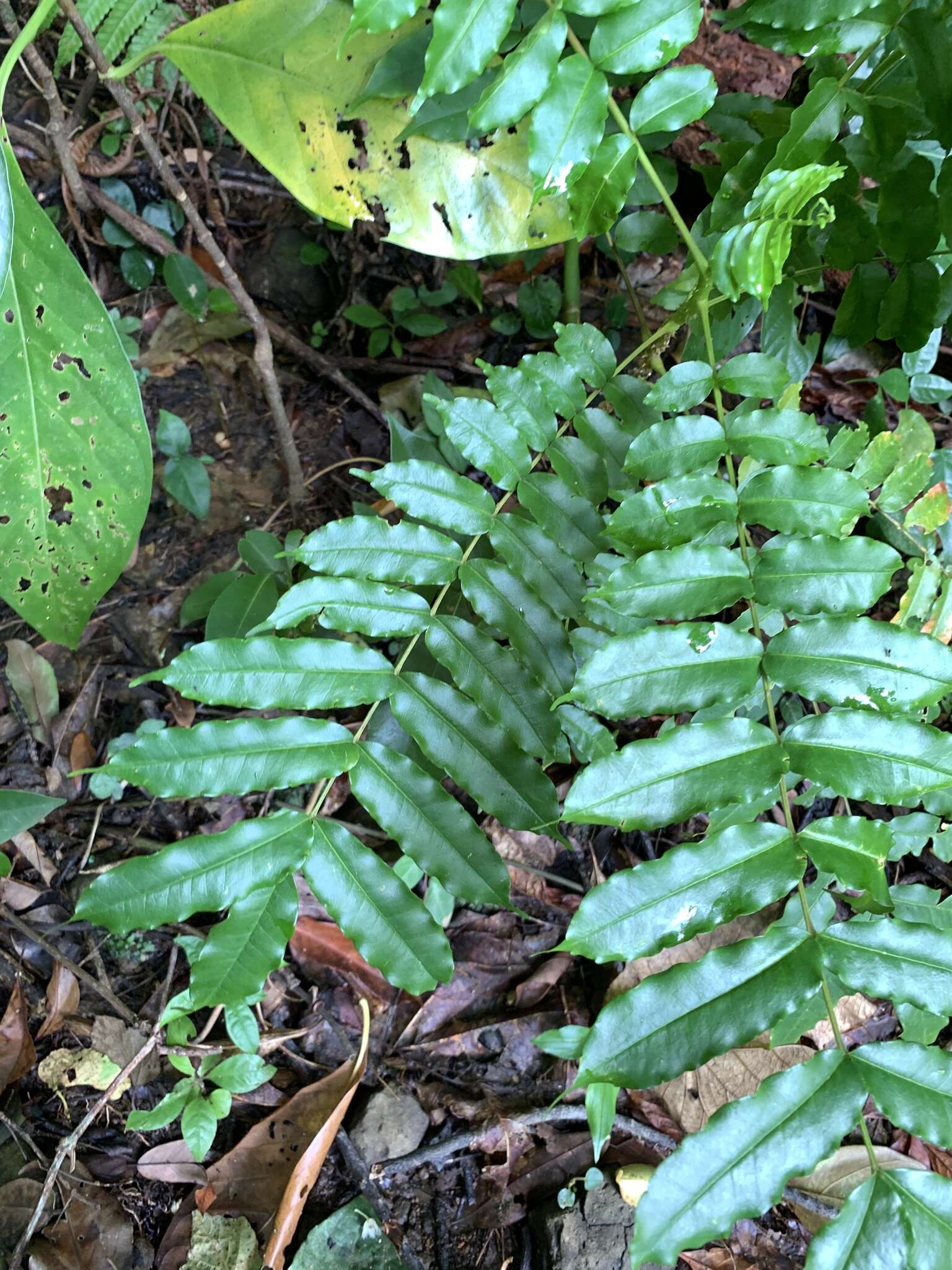 Image of Zanthoxylum integrifoliolum (Merr.) Merr.