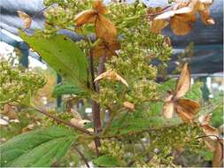 Image of panicled hydrangea