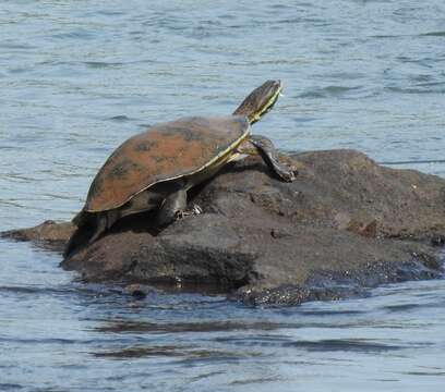 Image of William’s South-American Side-necked Turtle