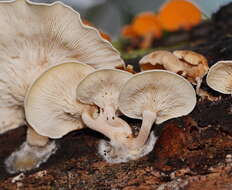 Слика од Clitocybe semiocculta Cleland 1927