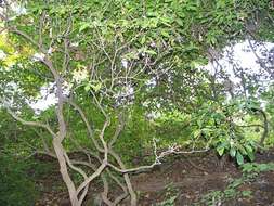 Image of mountain laurel