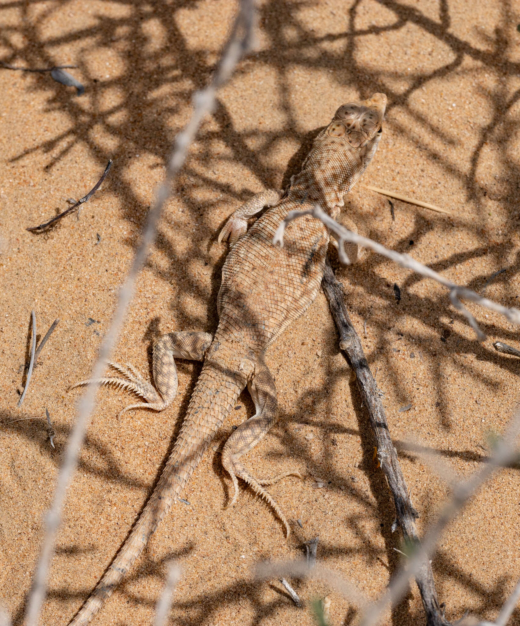 Plancia ëd Acanthodactylus schmidti Haas 1957