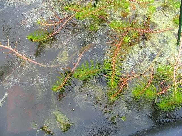 Image of parrot feather watermilfoil