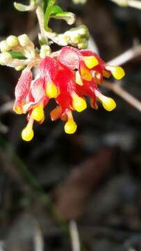 Image of Grevillea fasciculata R. Br.