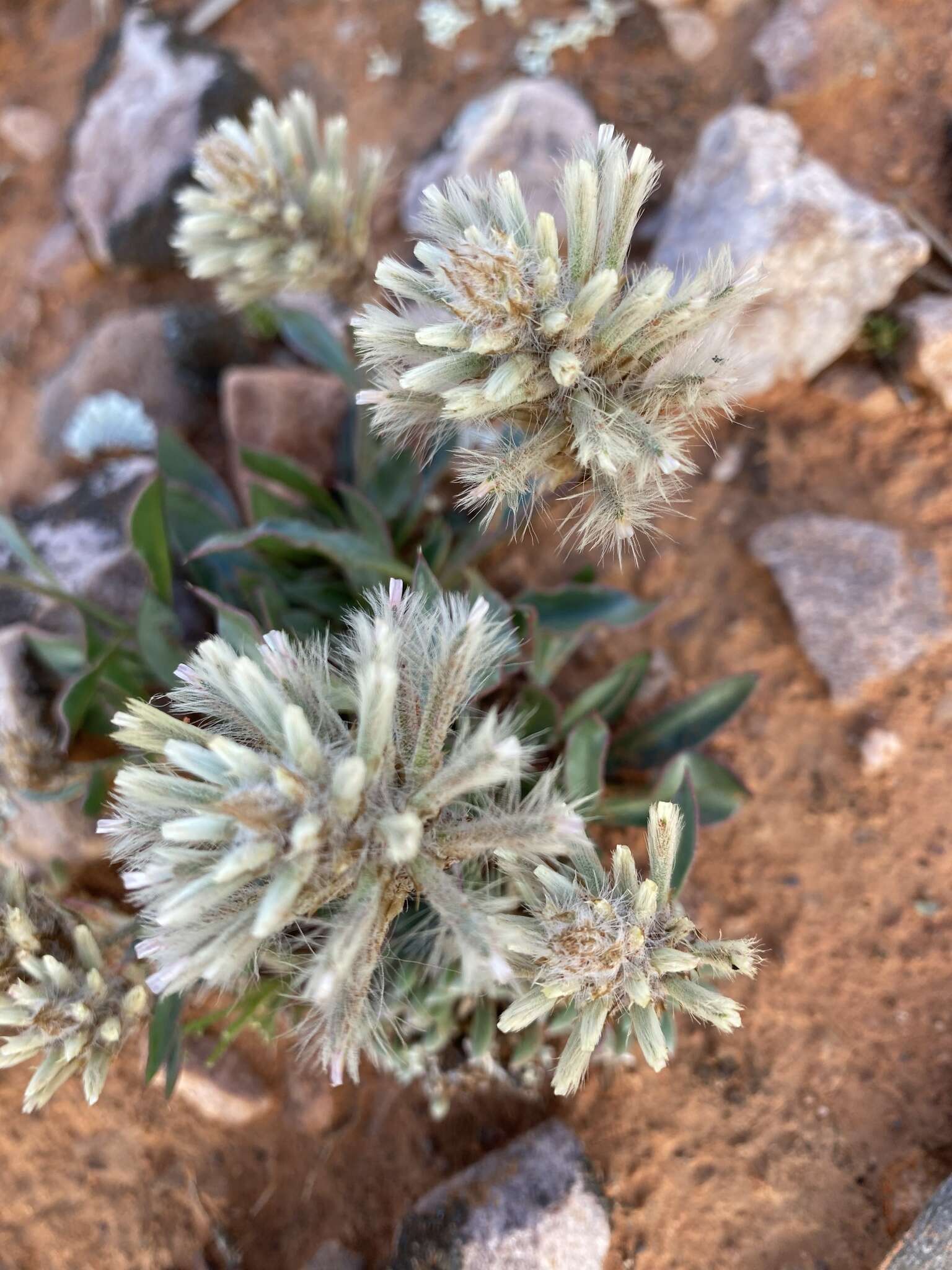 <i>Ptilotus angustifolius</i>的圖片