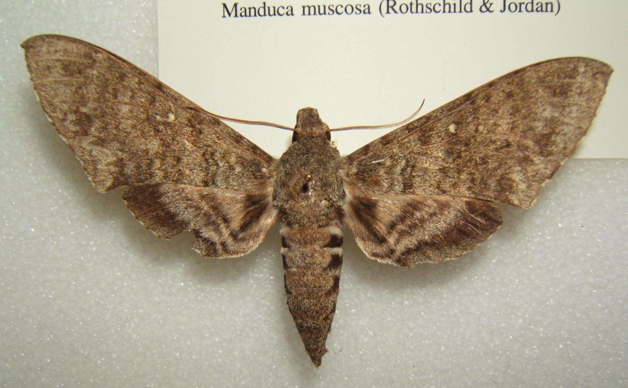 Image of Muscosa Sphinx