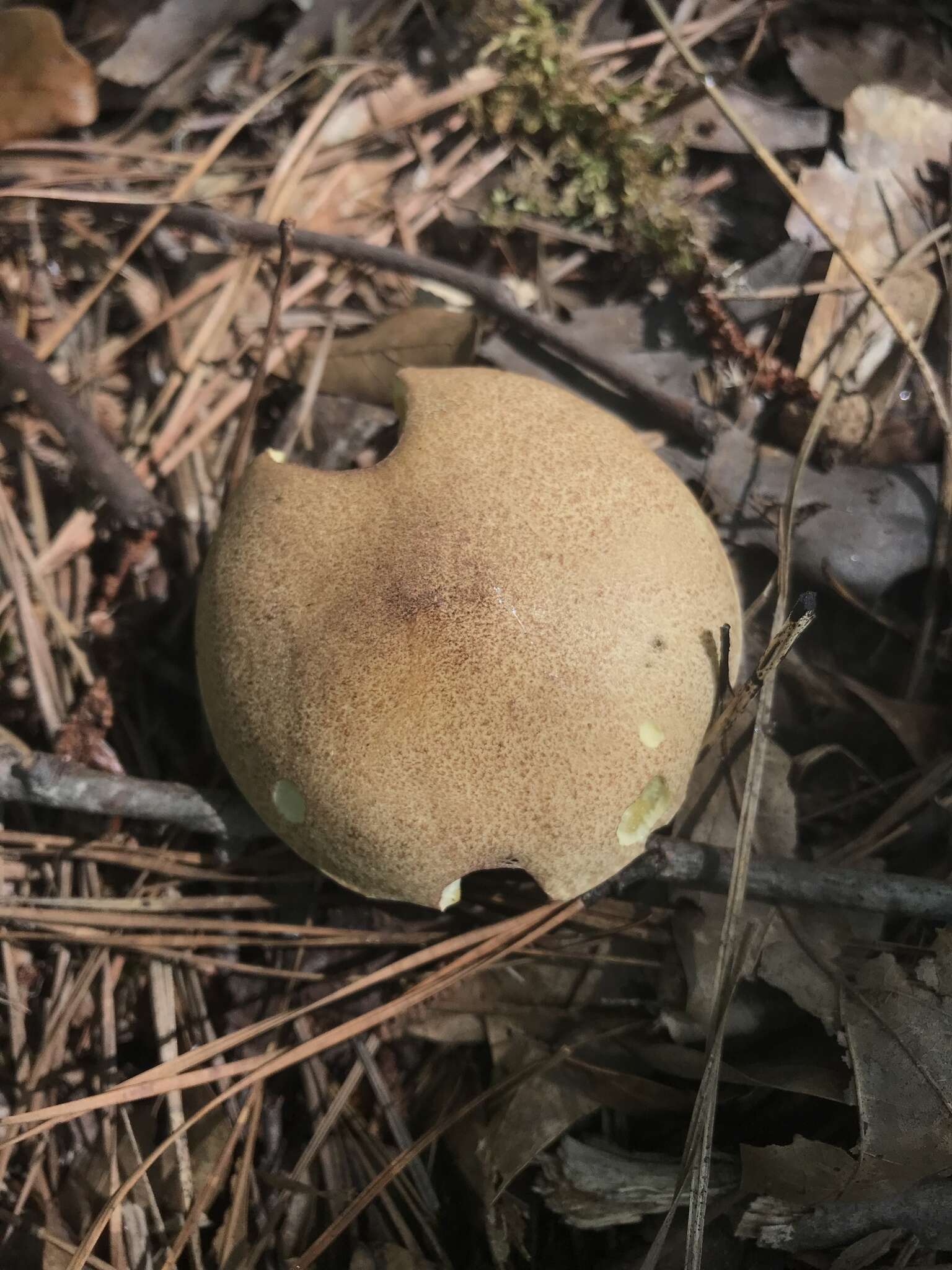 Image of Suillus hirtellus (Peck) Snell 1944