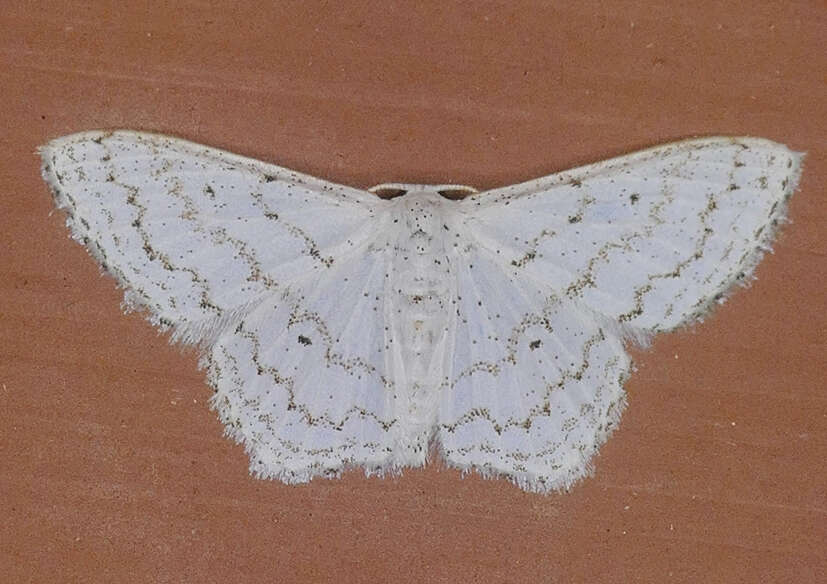 صورة Idaea tacturata (Walker 1861)