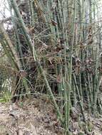 Image of Indian Thorny Bamboo
