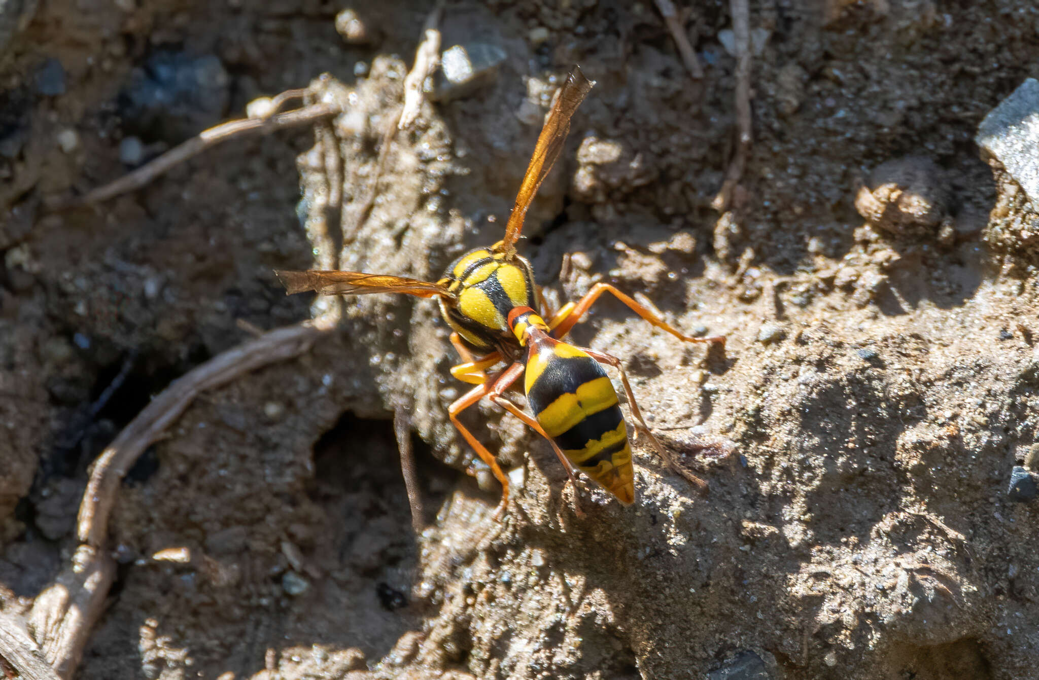 Image of Yellow and black potter wasp