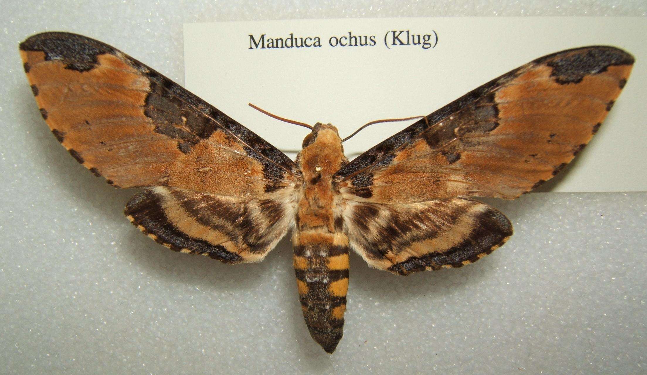 Image of Manduca ochus (Klug 1836)