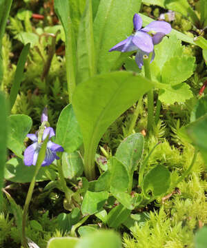 Image of Early Blue (Hook) Violet