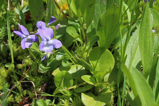 Image of Early Blue (Hook) Violet