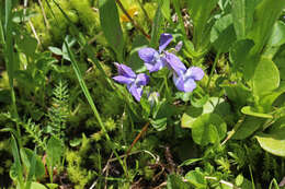 Image of Early Blue (Hook) Violet