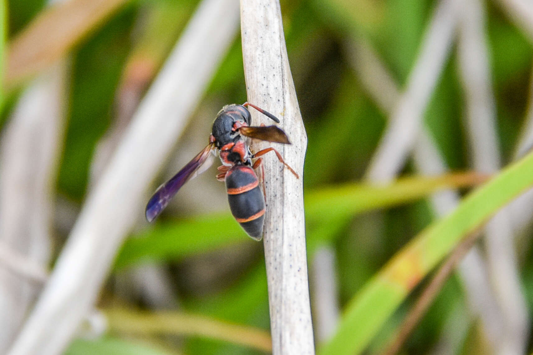 Image of Parancistrocerus fulvipes rufovestis Bohart 1948