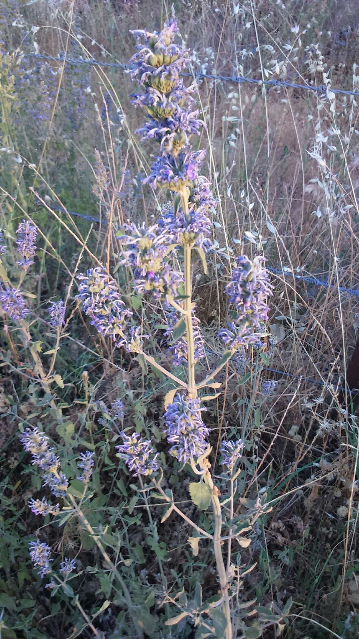 Nepeta curviflora Boiss. resmi