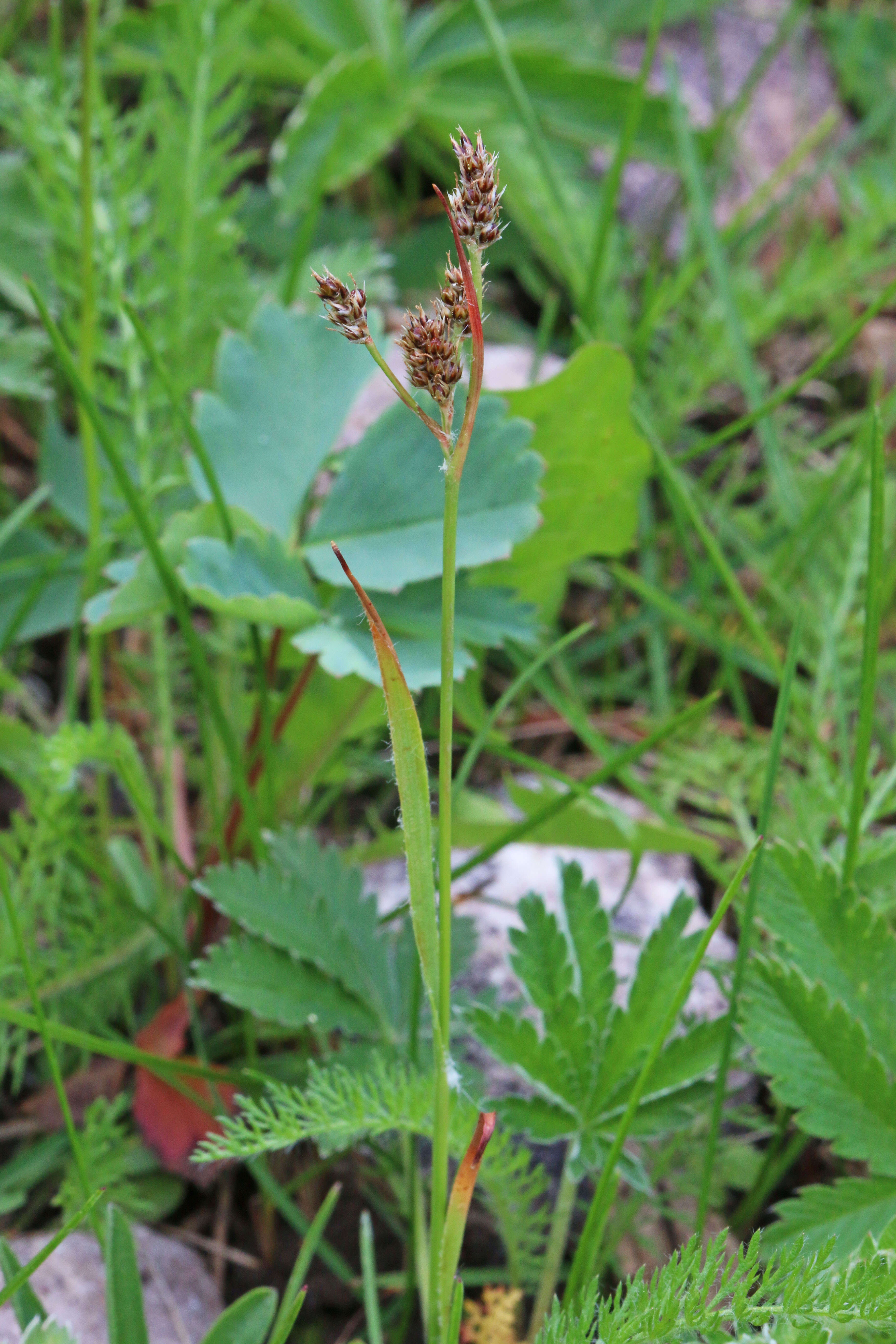 Imagem de Luzula multiflora (Retz.) Lejeune