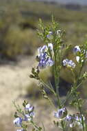 Image de Psoralea verrucosa Willd.