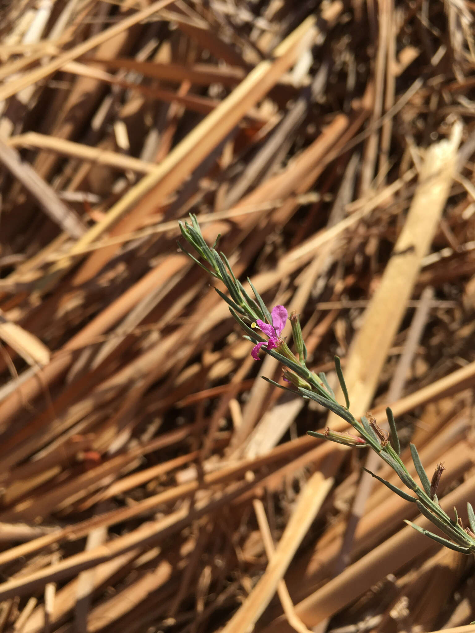 Plancia ëd Lythrum californicum Torr. & Gray