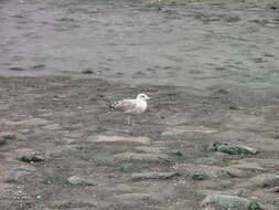 Image of Great Black-backed Gull