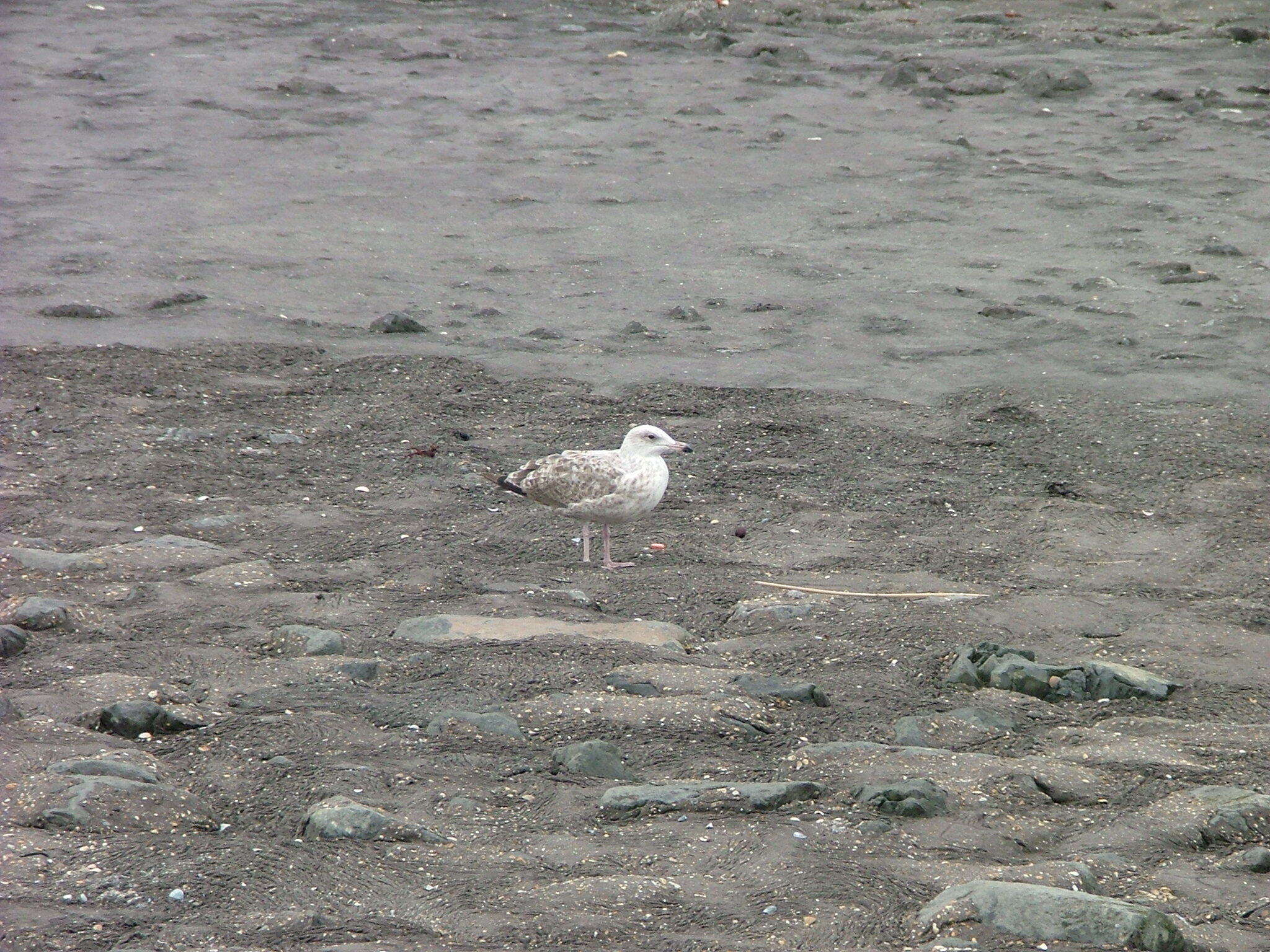 Image of Great Black-backed Gull