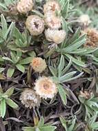 Image of Helichrysum confertifolium Klatt