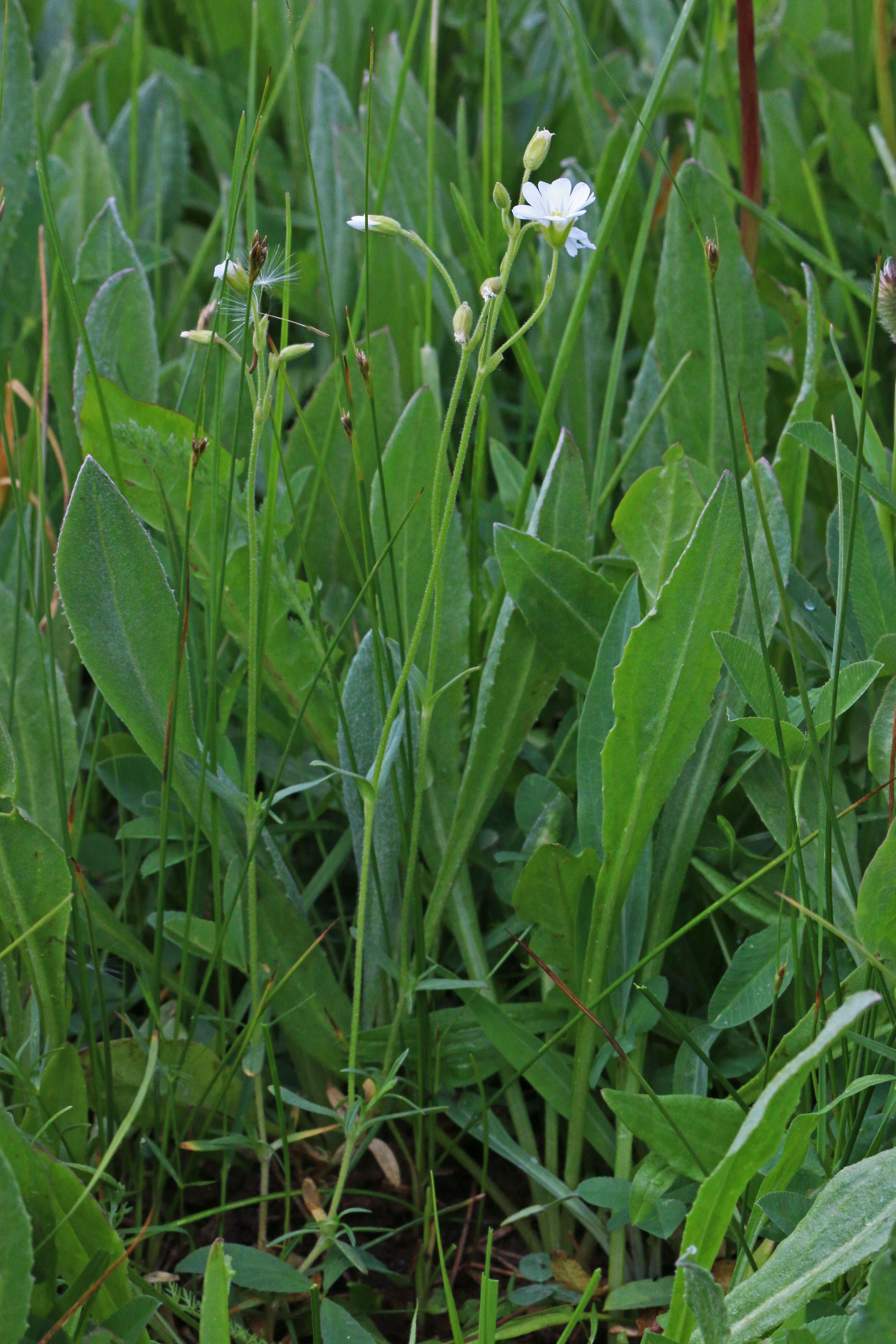 Image of field chickweed