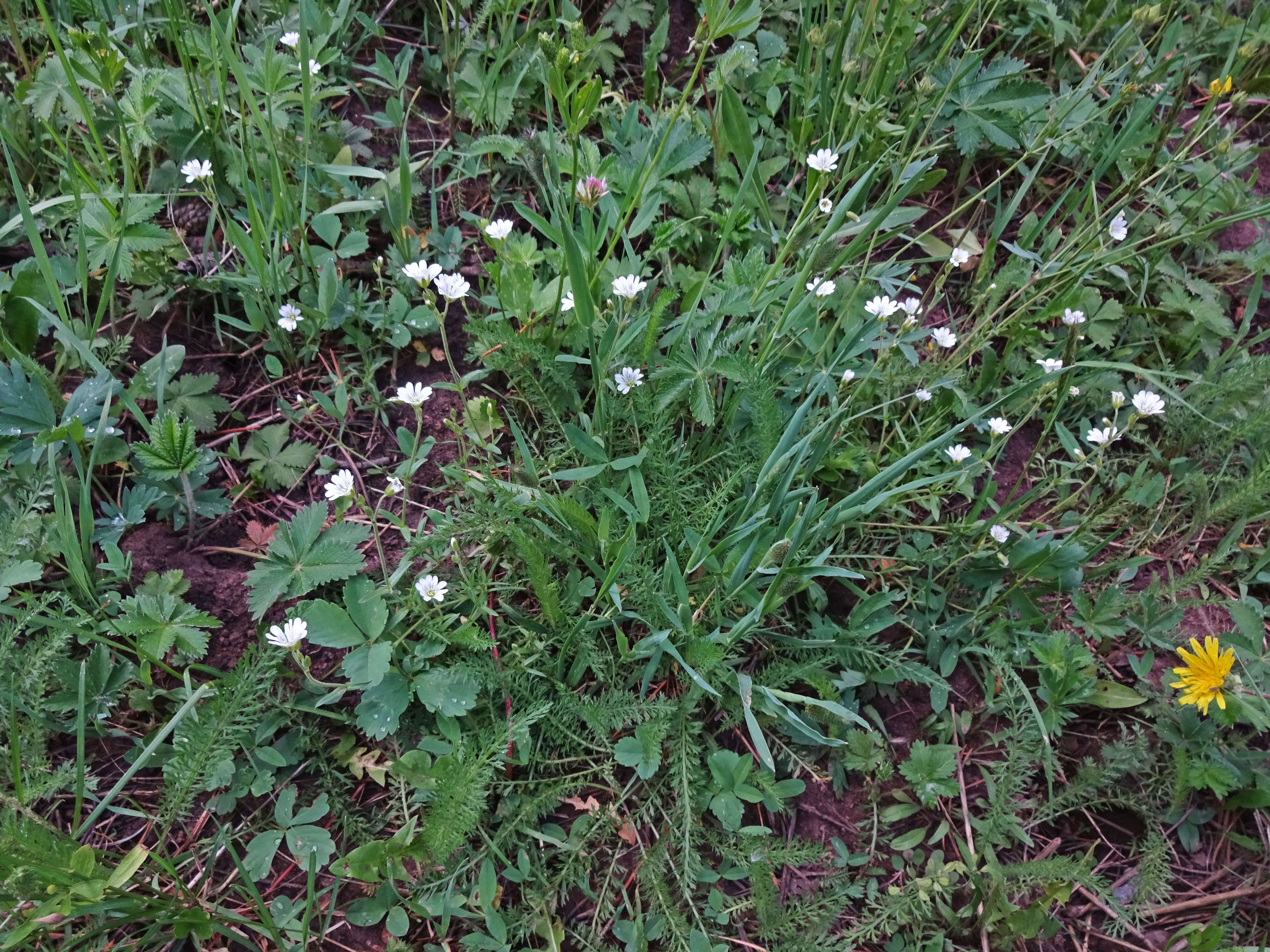 Image of field chickweed