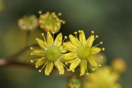 Image of Aeonium glutinosum (Ait.) Webb & Berth.