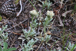 Imagem de Antennaria parvifolia Nutt.