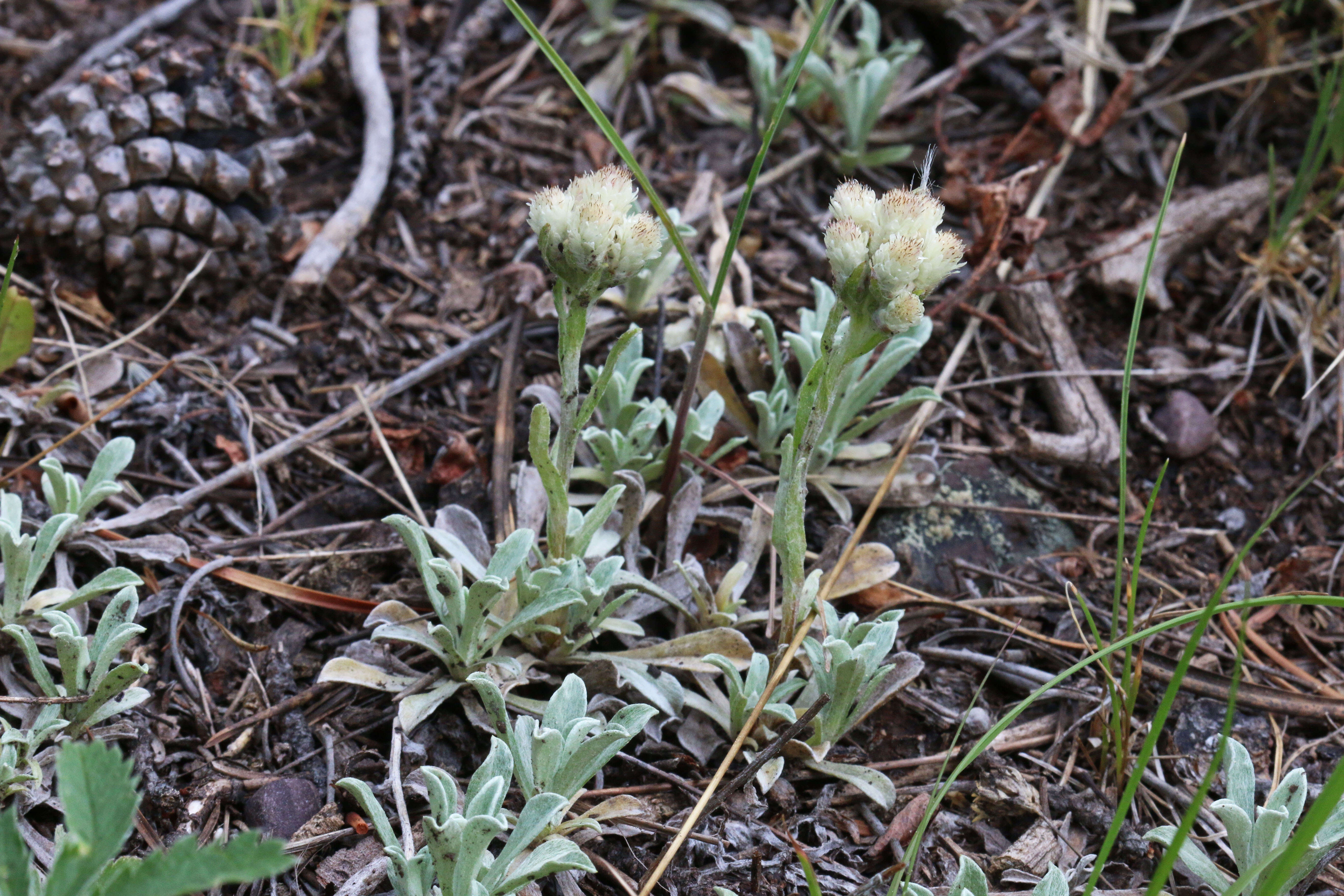 Imagem de Antennaria parvifolia Nutt.