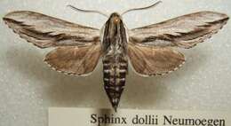 Sphinx dollii Neumoegen 1881的圖片