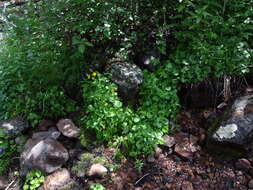 Image of Tall white bog orchid