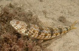 Image of Sand lizardfish