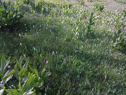 Image of Tall white bog orchid