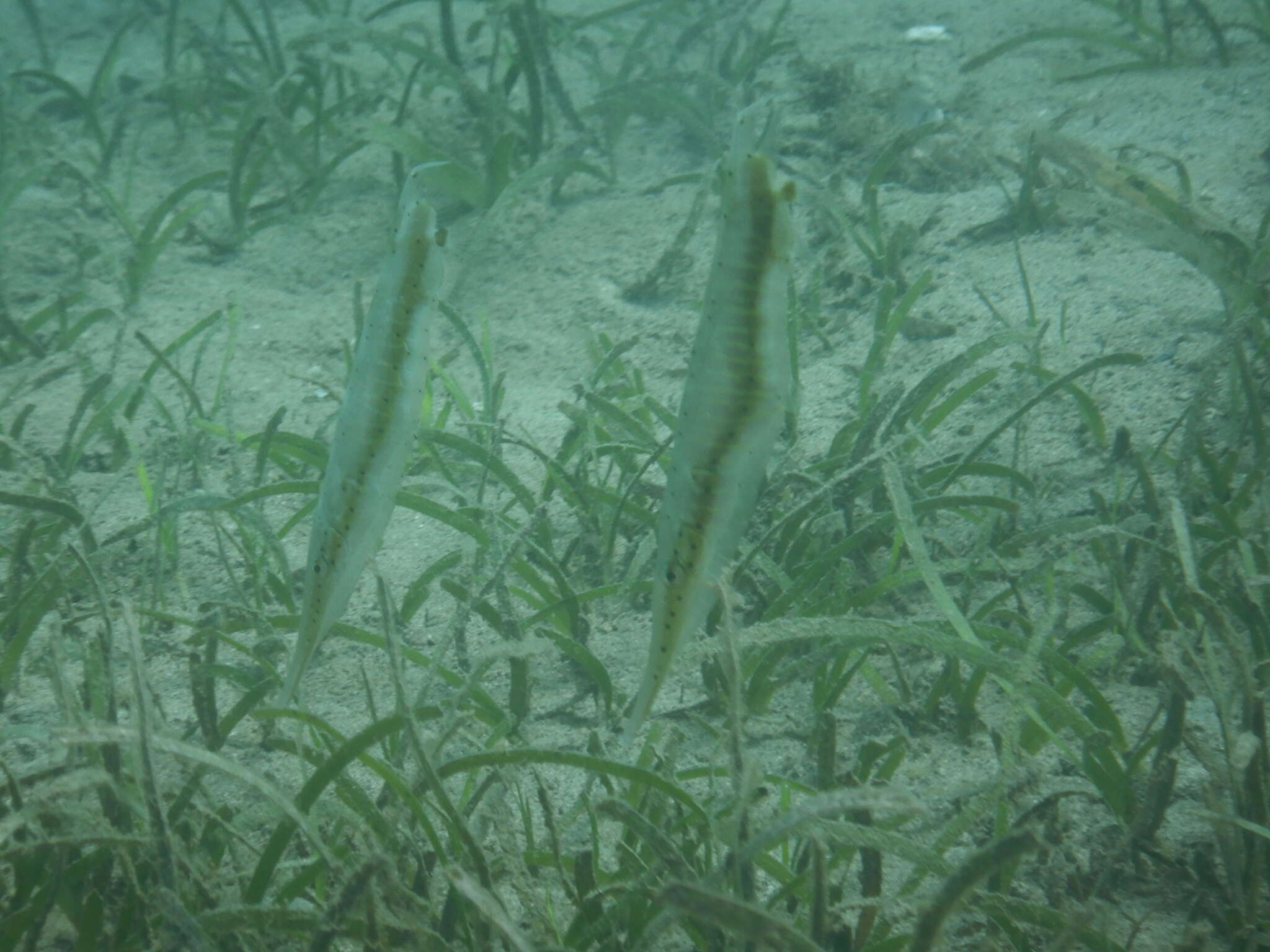 Image of Speckled shrimpfish