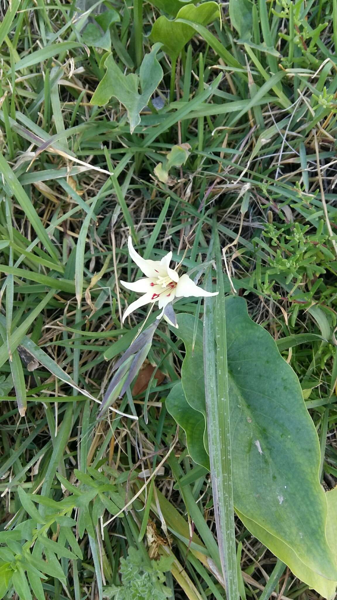 Plancia ëd Gladiolus angustus L.